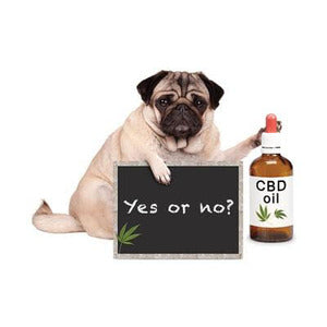 CBD масло за кучета: Какво трябва да знаете?