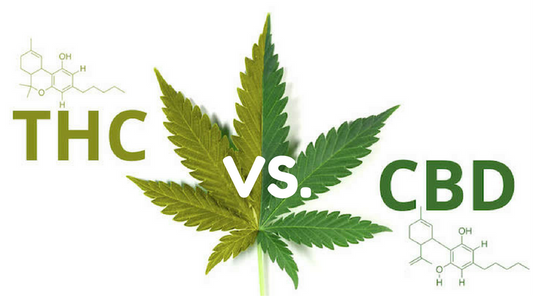 Най-добрите щамове канабис за синдрома на неспокойните крака (RLS) - Помощ с CBD и THC